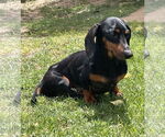 Small #2 Dachshund