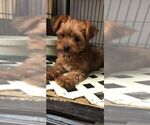 Small Photo #5 Yorkshire Terrier Puppy For Sale in SAINT CLOUD, FL, USA