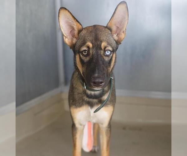 Medium Photo #1 German Shepherd Dog-Unknown Mix Puppy For Sale in San Antonio, TX, USA