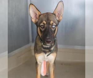 German Shepherd Dog-Unknown Mix Dogs for adoption in San Antonio, TX, USA