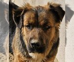 Small Pembroke Welsh Corgi Mix