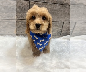 Cockapoo Puppy for sale in RICHMOND, IL, USA