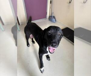 Borador Dogs for adoption in Santa Cruz, CA, USA