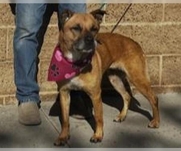 Medium Photo #2 American Pit Bull Terrier-Unknown Mix Puppy For Sale in Orange, CA, USA