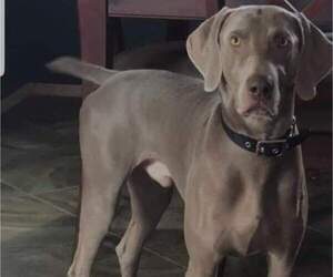 Father of the Weimaraner puppies born on 11/14/2021
