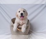 Puppy Tara English Cream Golden Retriever