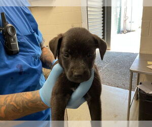 Mutt Dogs for adoption in San Bernardino, CA, USA