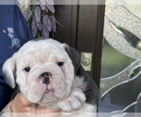 Medium Photo #2 Bulldog Puppy For Sale in LEHIGH ACRES, FL, USA