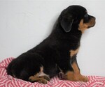 Small Photo #5 Rottweiler Puppy For Sale in FREDERICKSBG, OH, USA