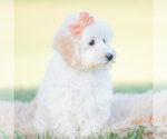 Small Photo #71 Goldendoodle (Miniature) Puppy For Sale in WARSAW, IN, USA