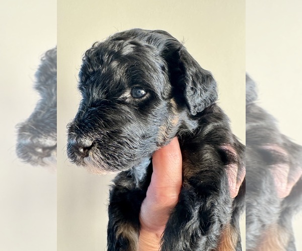 Medium Photo #4 Aussiedoodle Miniature  Puppy For Sale in ROCK HILL, SC, USA