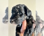 Small #3 Aussiedoodle Miniature 