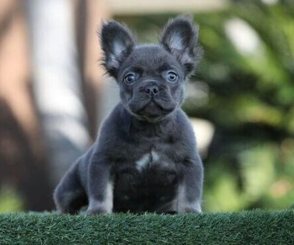 Medium Photo #1 French Bulldog Puppy For Sale in ATLANTA, GA, USA
