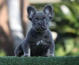 French Bulldog Puppy for sale in ATLANTA, GA, USA
