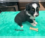 Puppy 4 Miniature Australian Shepherd