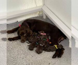 Boykin Spaniel Puppy for sale in THOMASVILLE, GA, USA