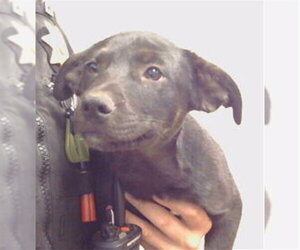 Mutt Dogs for adoption in Sacramento, CA, USA