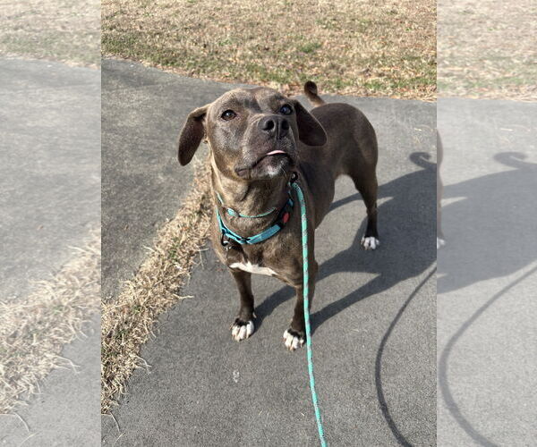Medium Photo #2 American Pit Bull Terrier-Labrador Retriever Mix Puppy For Sale in Holly Springs, NC, USA