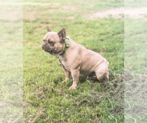 French Bulldog Puppy for sale in MARCUS, IA, USA
