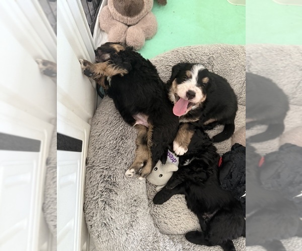 Medium Photo #2 Bernedoodle Puppy For Sale in BELMONT, NC, USA