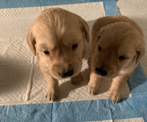 Golden Retriever Puppy for sale in ANGOLA, IN, USA