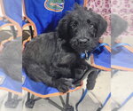 Small Photo #4 Mutt Puppy For Sale in Corona, CA, USA