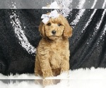 Puppy Poppy AKC Poodle (Toy)