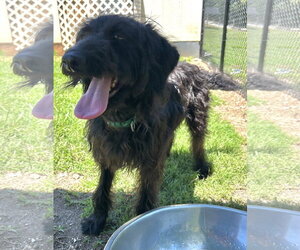 Miley May 26 - Female Miniature Labradoodle Dog for Adoption - Photo #6