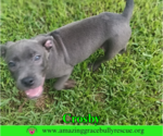 Small Photo #4 American Pit Bull Terrier-Unknown Mix Puppy For Sale in Milton, FL, USA