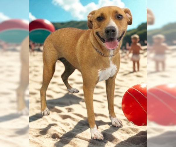 Medium Photo #4 Mutt Puppy For Sale in Mt. Laurel, NJ, USA