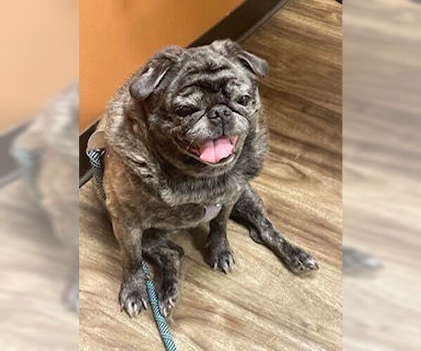 Medium Photo #7 Pug Puppy For Sale in Indianapolis, IN, USA