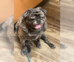 Small #6 Pug
