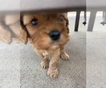 Small Photo #21 Cavapoo (Miniature) Puppy For Sale in SAINT FRANCIS, MN, USA