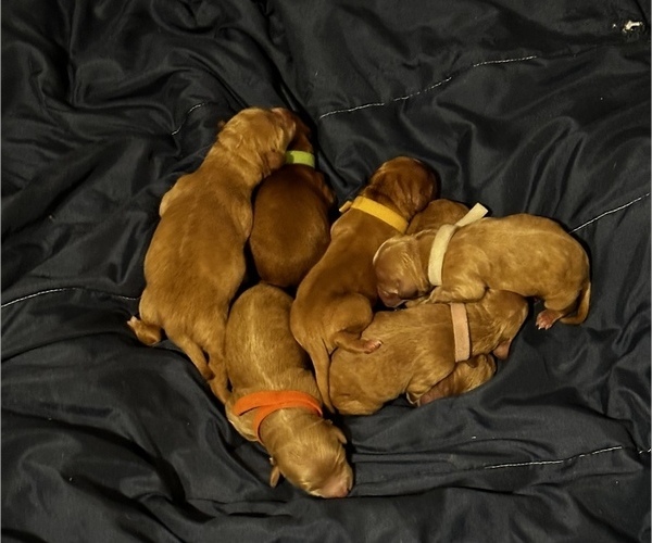 View Ad Goldendoodle (Miniature) Litter of Puppies for Sale near