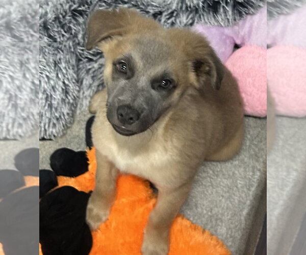 Medium Photo #2 Mutt Puppy For Sale in Sterling, MA, USA