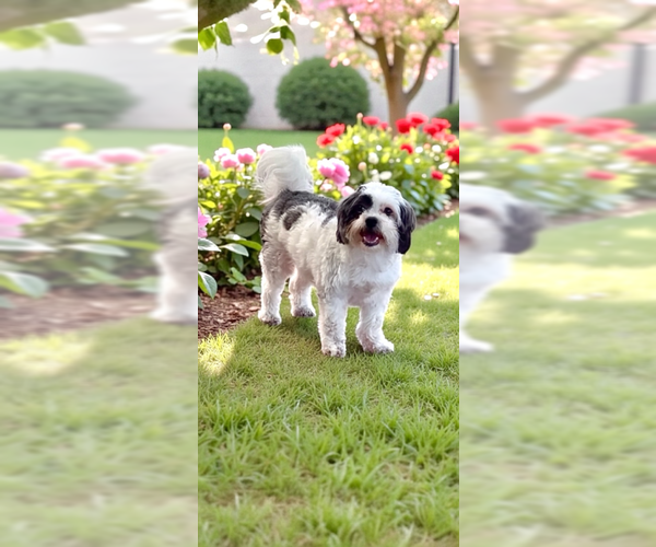 Medium Photo #5 Shih Tzu Puppy For Sale in Weston, FL, USA