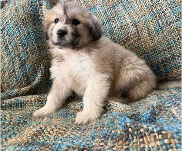 Medium Photo #2 Anatolian Pyrenees Puppy For Sale in MIDWAY, UT, USA