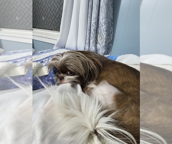 Medium Photo #1 Shih Tzu Puppy For Sale in BUFFALO, NY, USA