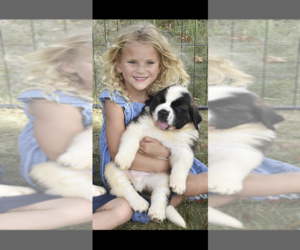 Saint Bernard Puppy for Sale in MANCHESTER, New Hampshire USA