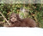 Small #27 ShihPoo