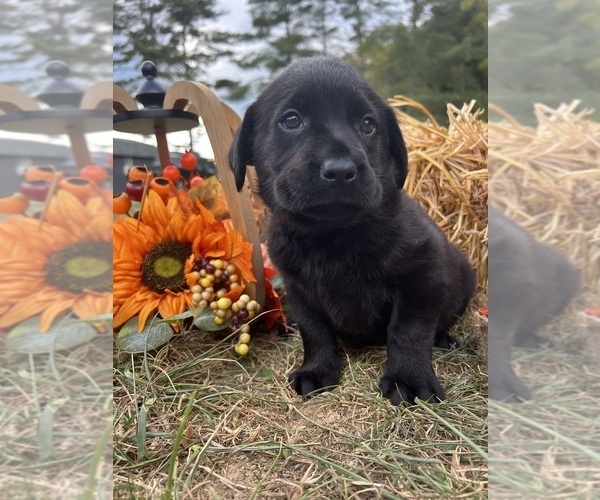 Medium Photo #5 Labrador Retriever Puppy For Sale in NEOLA, WV, USA
