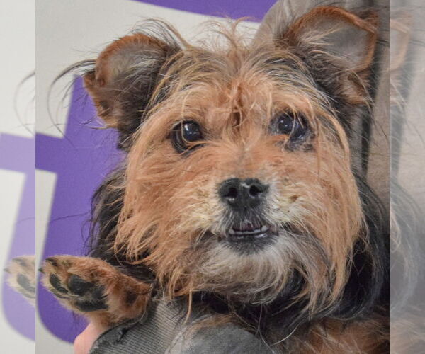 Medium Photo #4 Brussels Griffon-Unknown Mix Puppy For Sale in Huntley, IL, USA