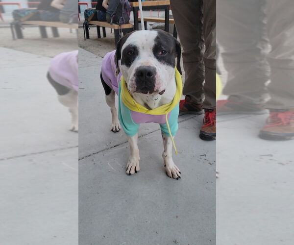 Medium Photo #2 Bullypit Puppy For Sale in Salt Lake City, UT, USA