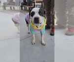 Small #1 Bullypit