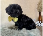 Small #1 YorkiePoo