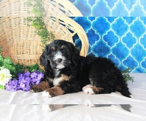 Bernedoodle Puppy for sale in FREDERICKSBURG, OH, USA