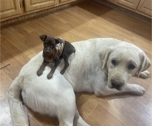 Father of the Labrador Retriever puppies born on 04/02/2024