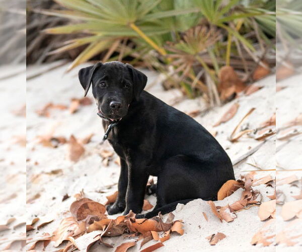 Medium Photo #1 Labrador Retriever-Unknown Mix Puppy For Sale in Tampa, FL, USA