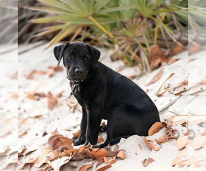Labrador Retriever-Unknown Mix Dogs for adoption in Tampa, FL, USA