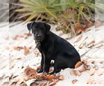 Small Labrador Retriever Mix